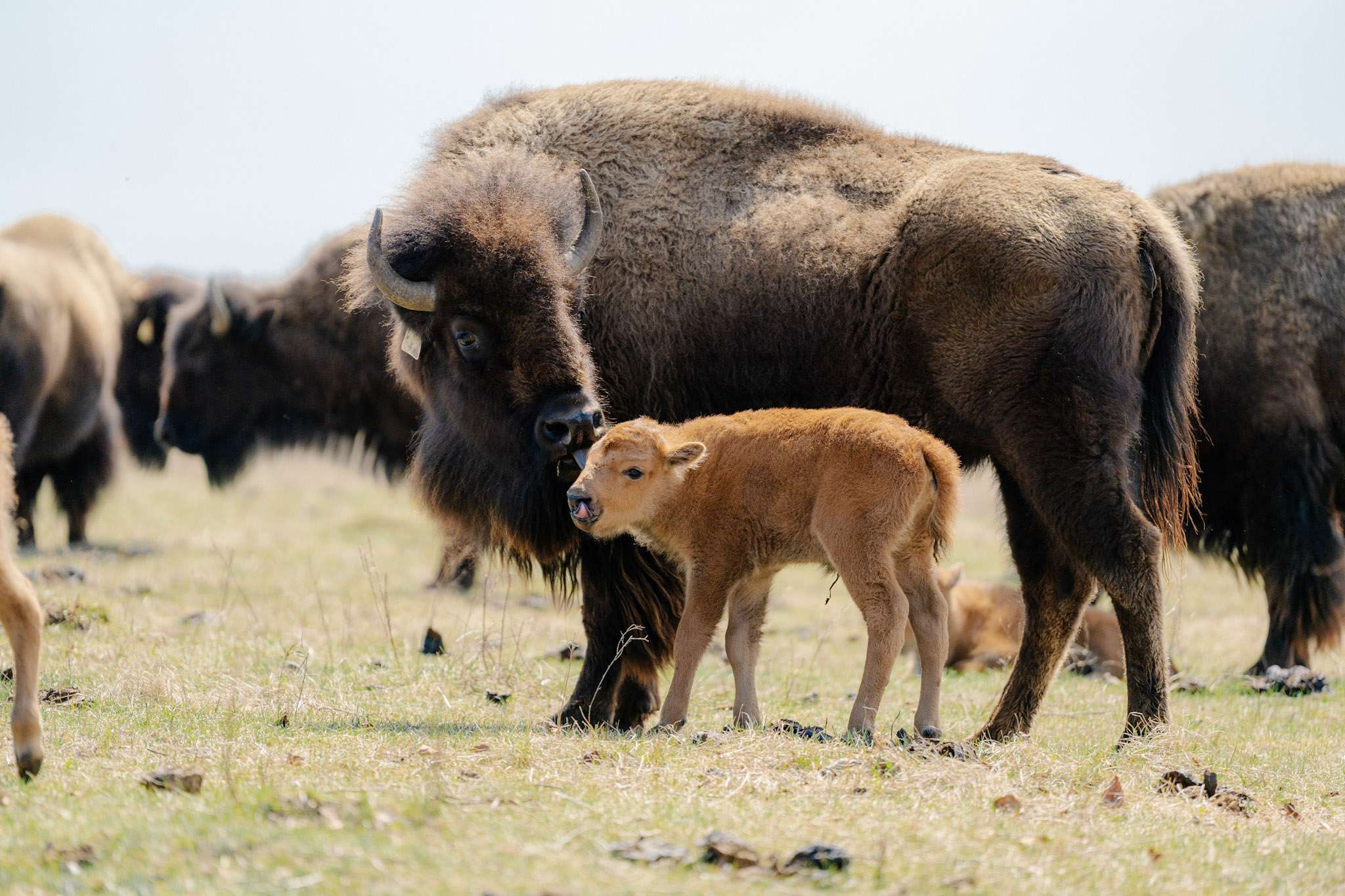 Taanishi aen Ishinihkaashooyen Li Pchi Bufloo? (What’s Your Name, Little Buffalo?)